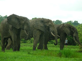 Elephants